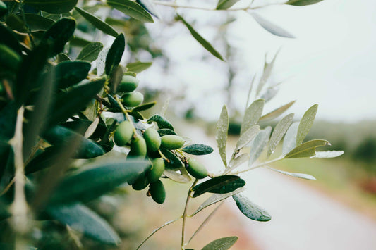 This image tells us about Benefits and Versatile Uses of Olive Oil, Zagodaoliveoil.com