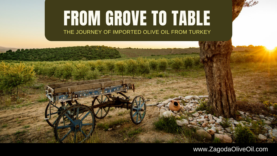 Freshly harvested Turkish olives in a grove