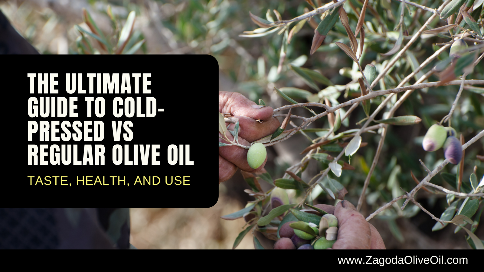 Cold pressed vs regular olive oil