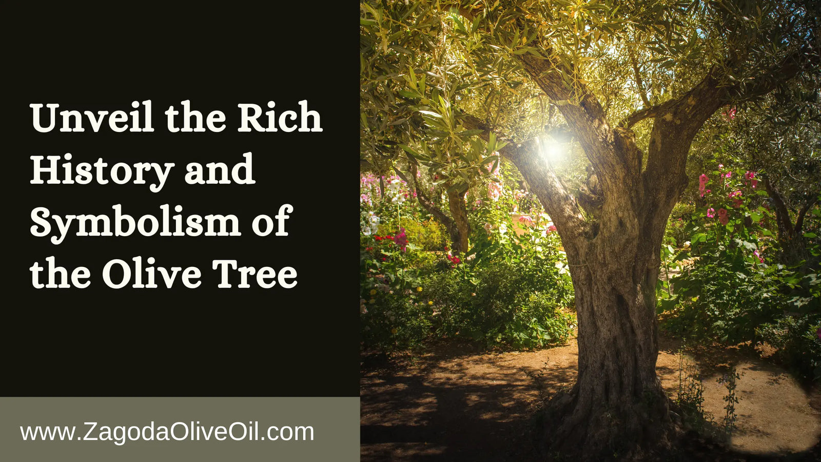 This image tells us symbolism of olive tree is Strength, Peace, and Longevity