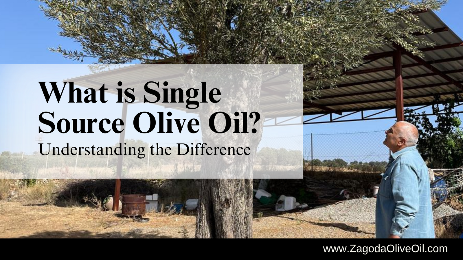 Single source olive oil 