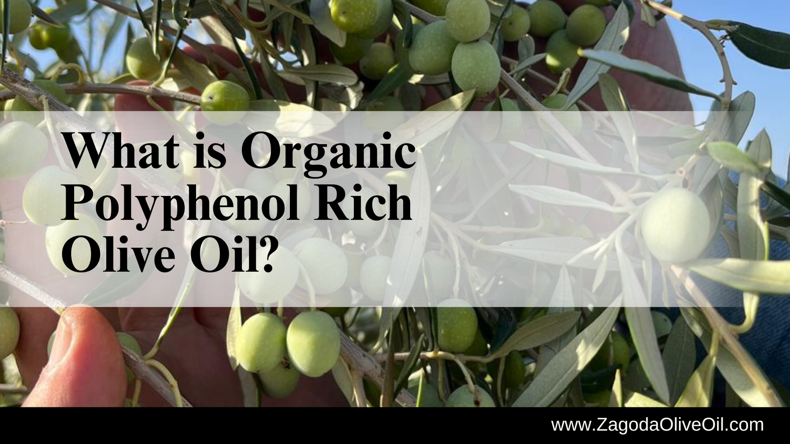 Organic polyphenol olive oil